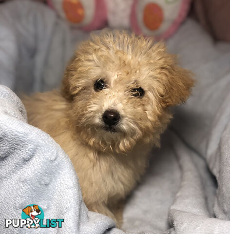 Absolutely Gorgeous Malshipoo Puppies