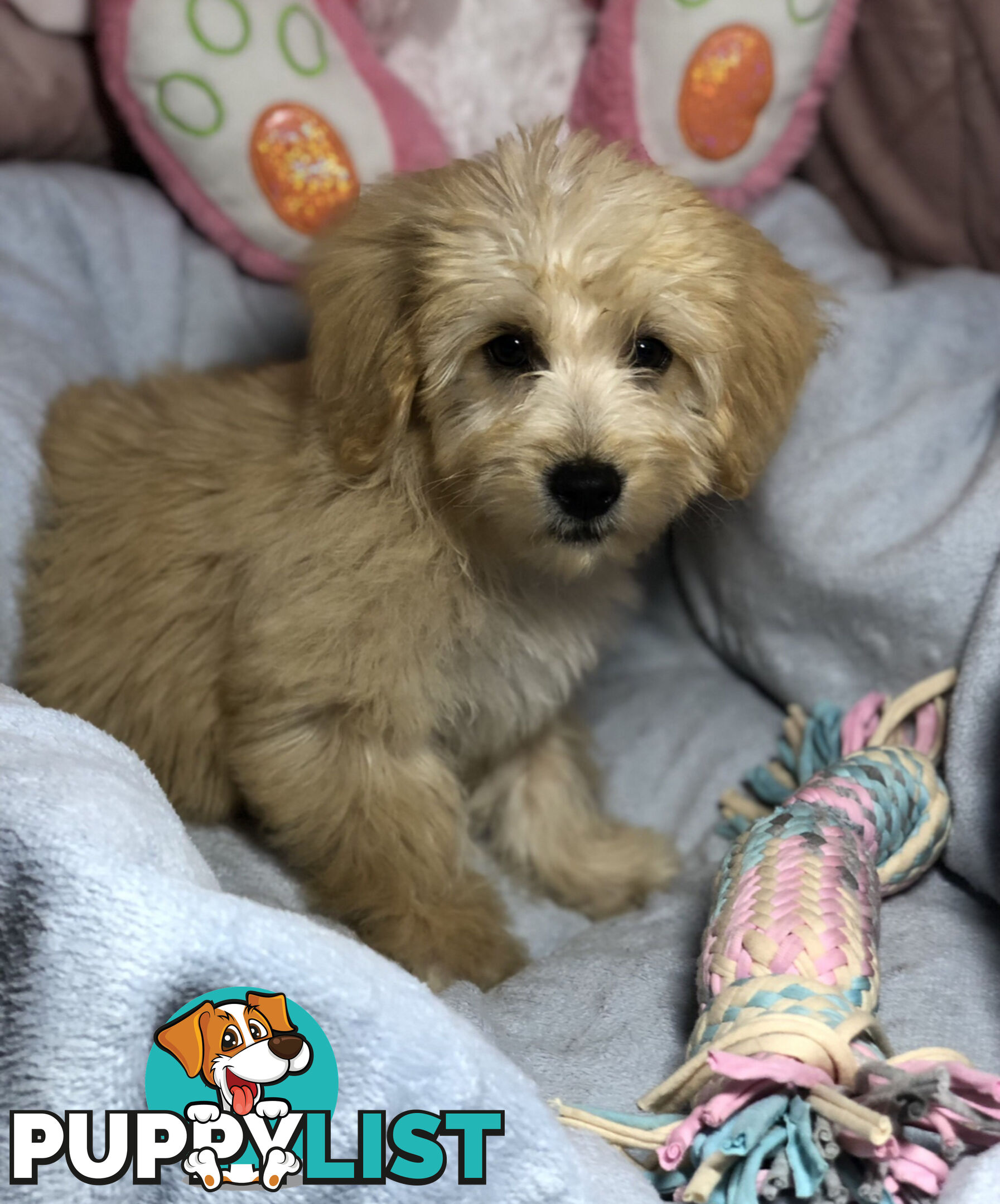 Absolutely Gorgeous Malshipoo Puppies