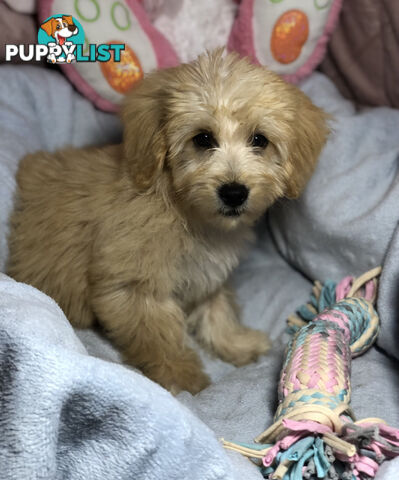 Absolutely Gorgeous Malshipoo Puppies