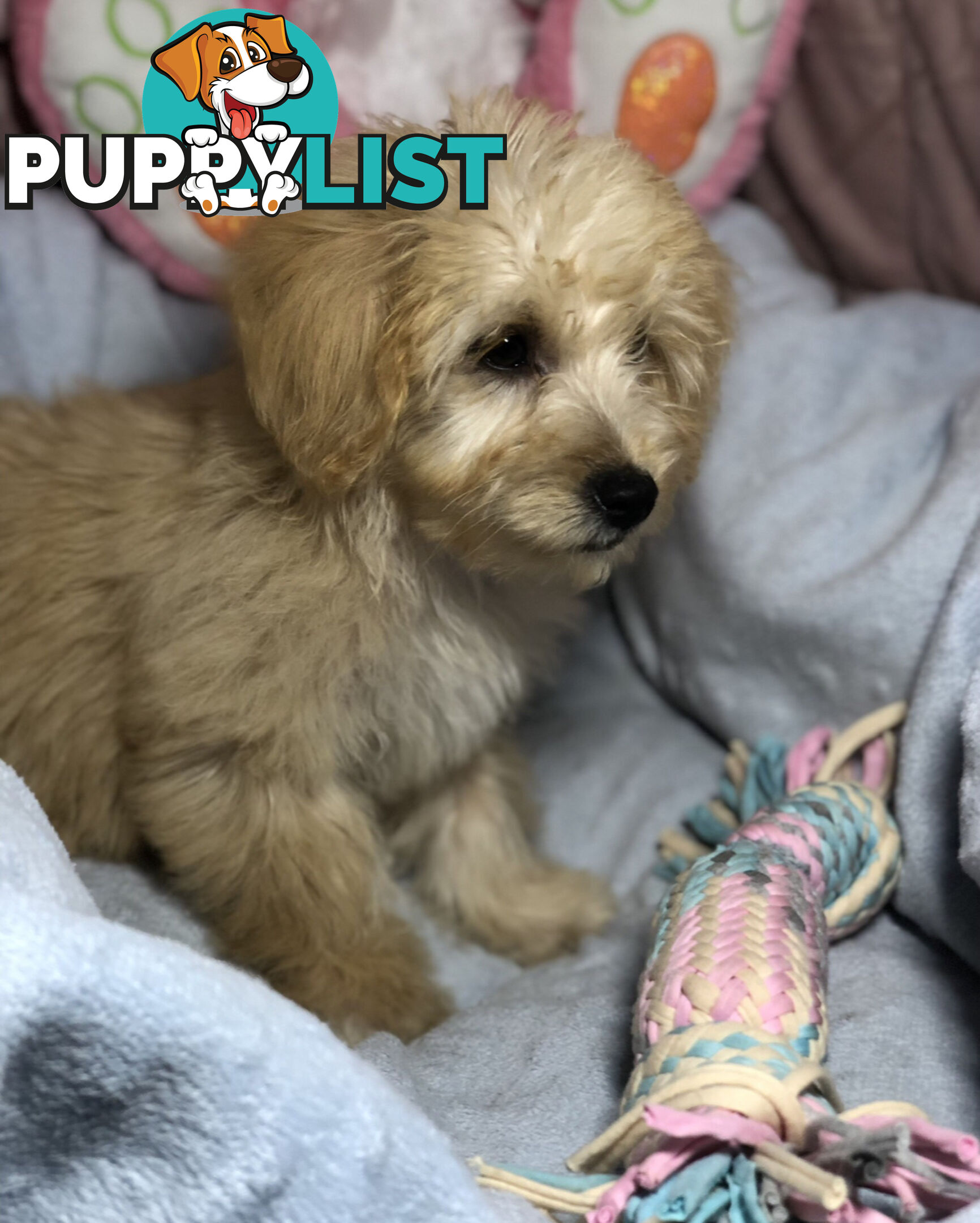 Absolutely Gorgeous Malshipoo Puppies