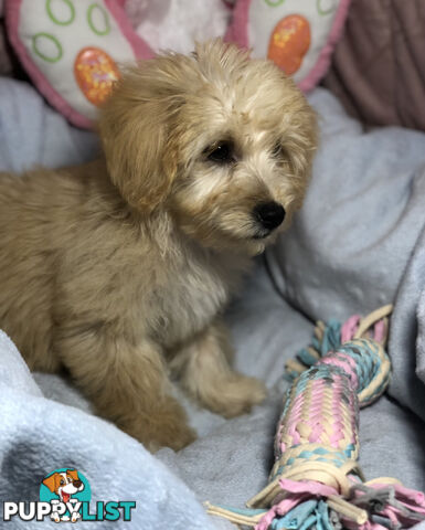 Absolutely Gorgeous Malshipoo Puppies