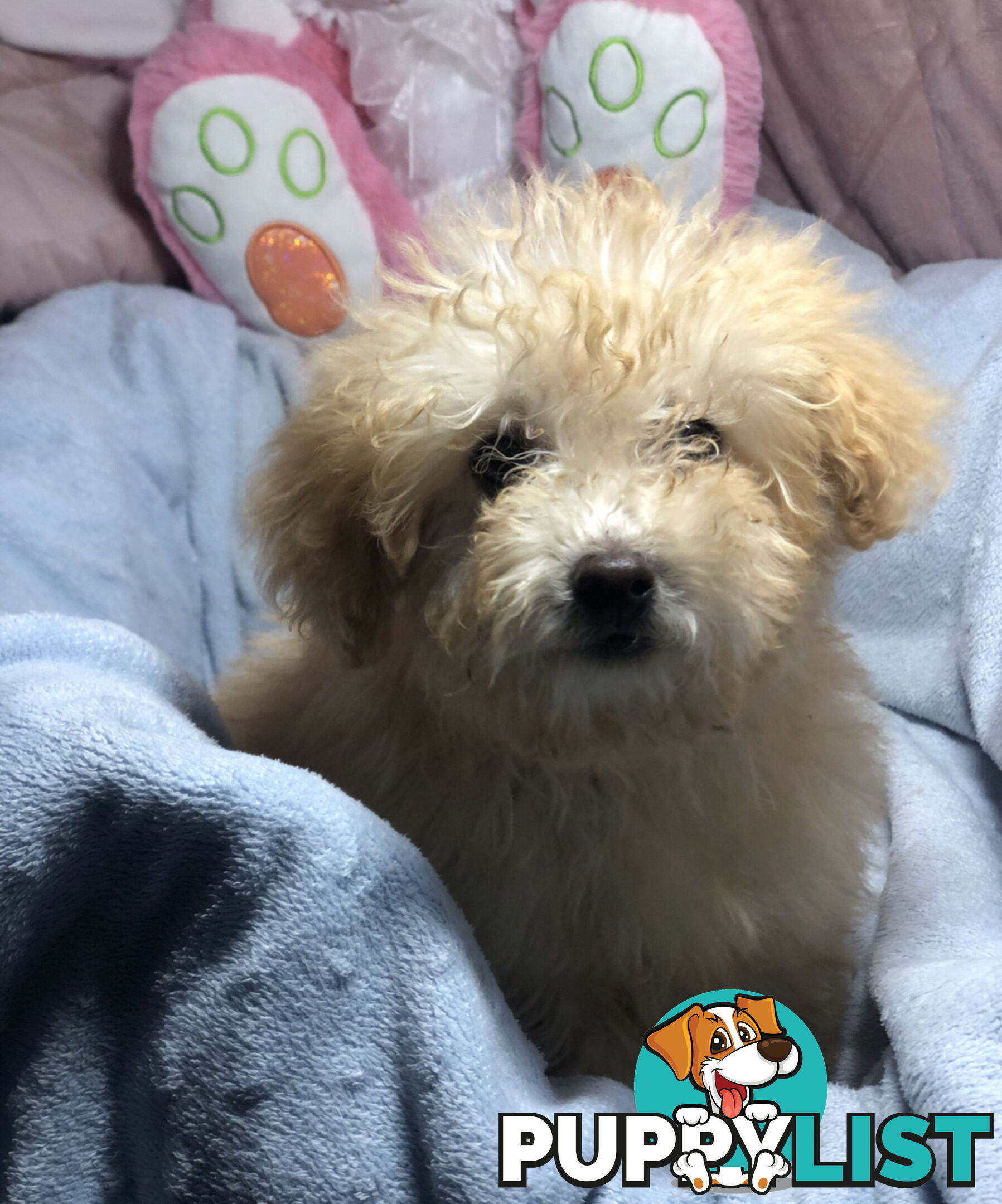 Absolutely Gorgeous Malshipoo Puppies