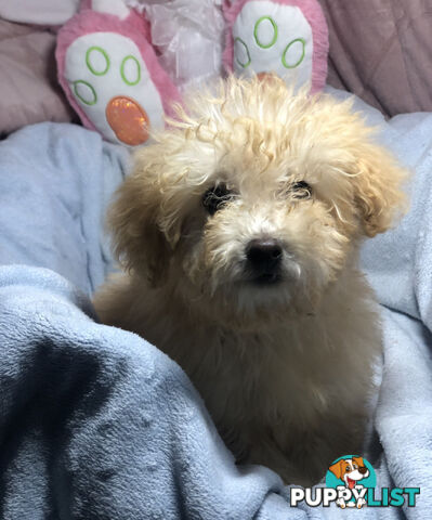 Absolutely Gorgeous Malshipoo Puppies