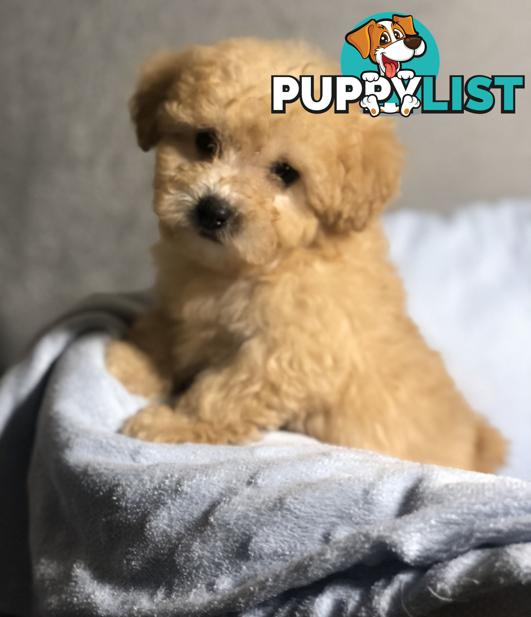 Absolutely Gorgeous Malshipoo Puppies