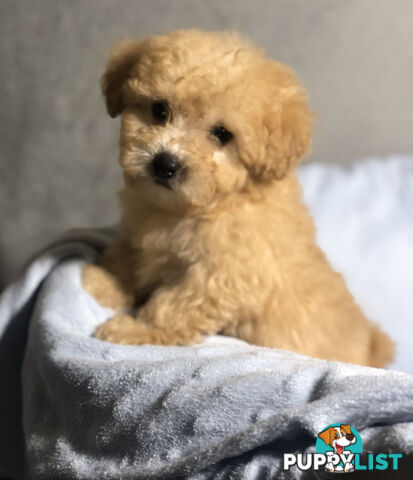 Absolutely Gorgeous Malshipoo Puppies