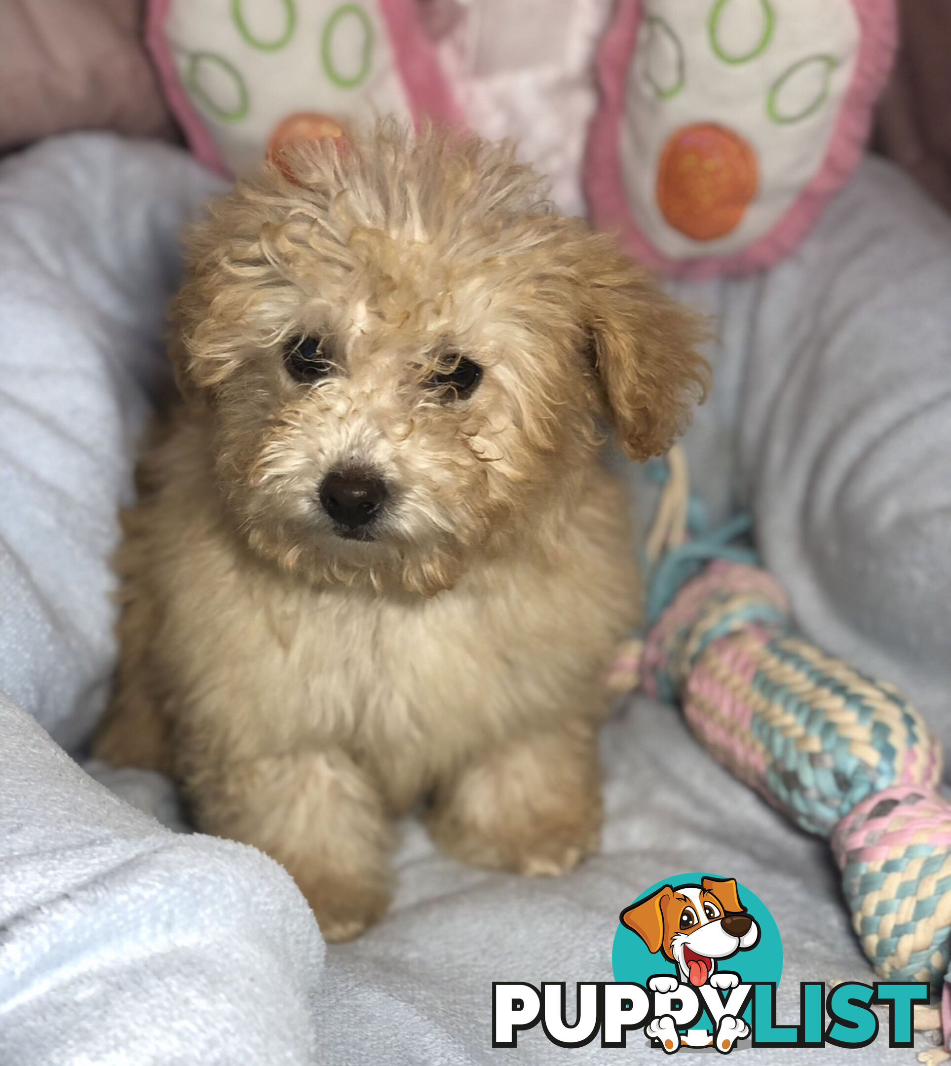 Absolutely Gorgeous Malshipoo Puppies