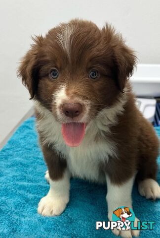 Pure Bred Border Collies