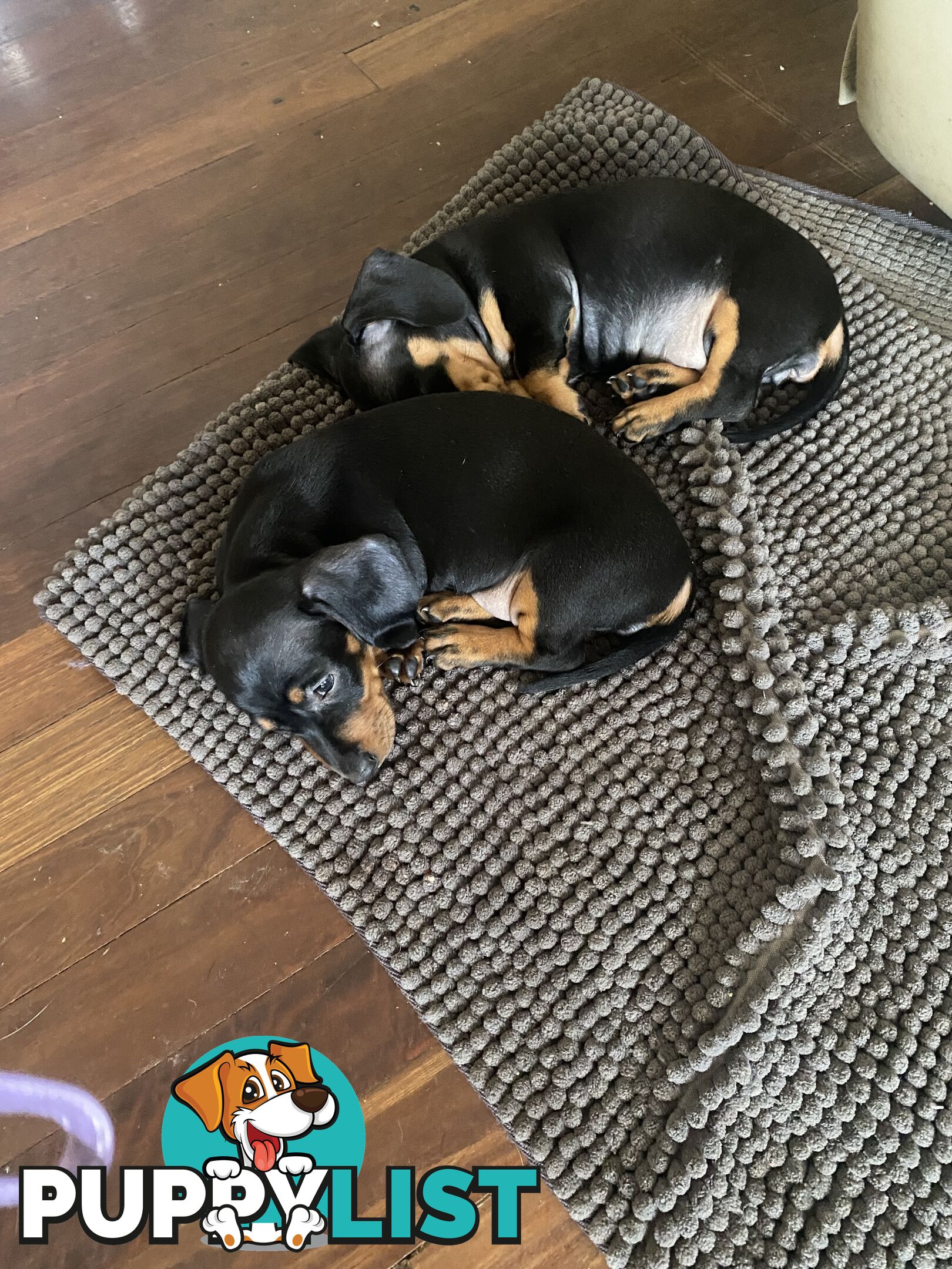 2 female miniature dachshund