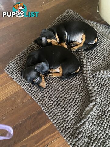 2 female miniature dachshund