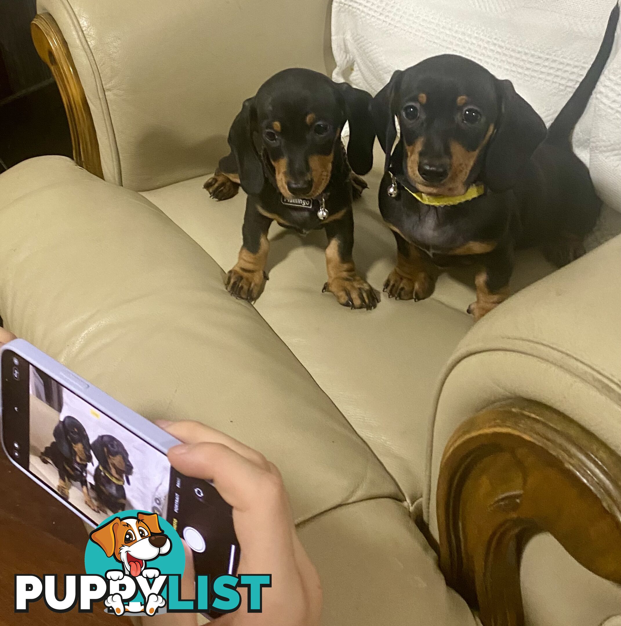 2 female miniature dachshund