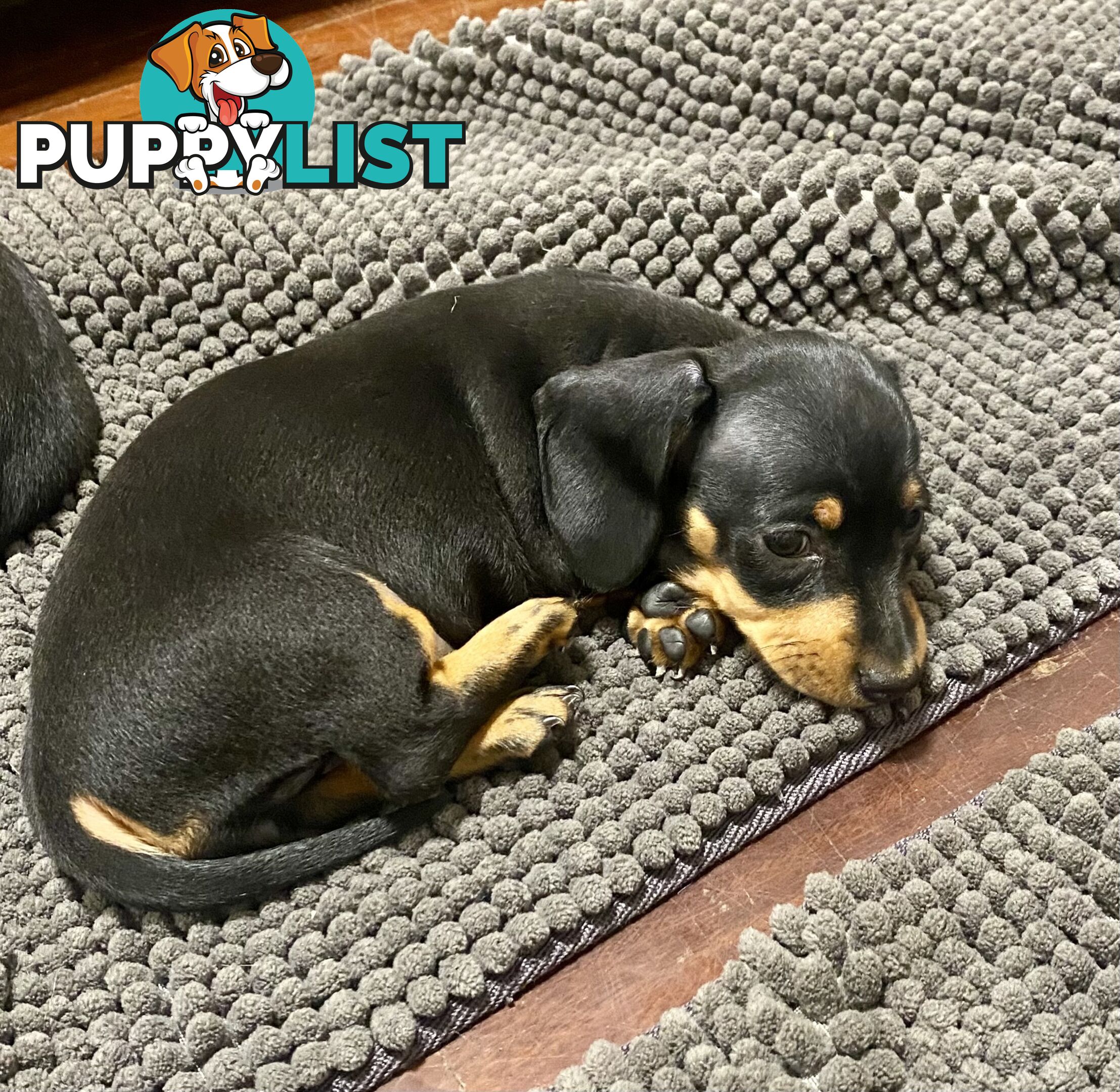 2 female miniature dachshund