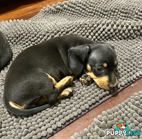 2 female miniature dachshund