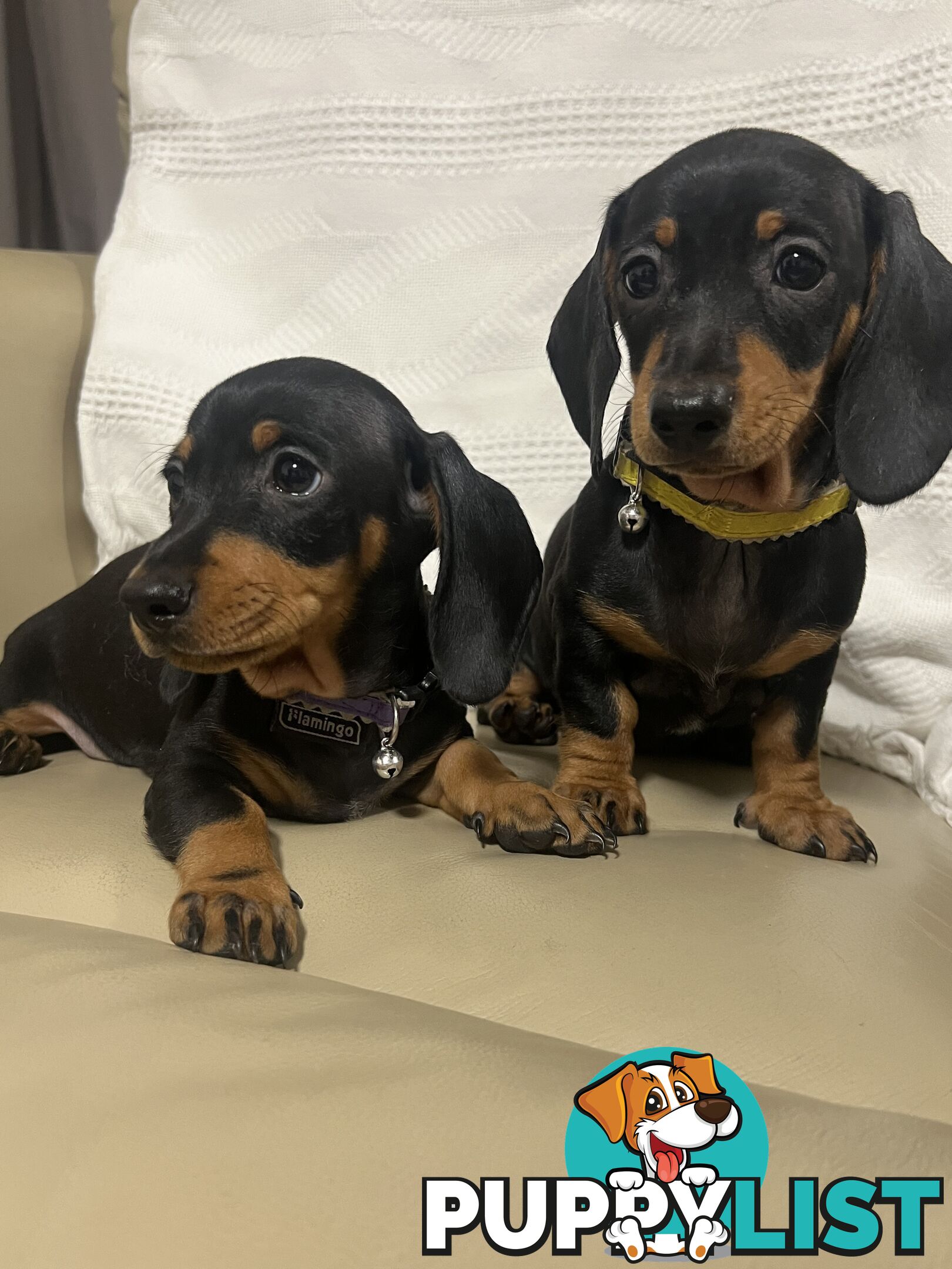 2 female miniature dachshund