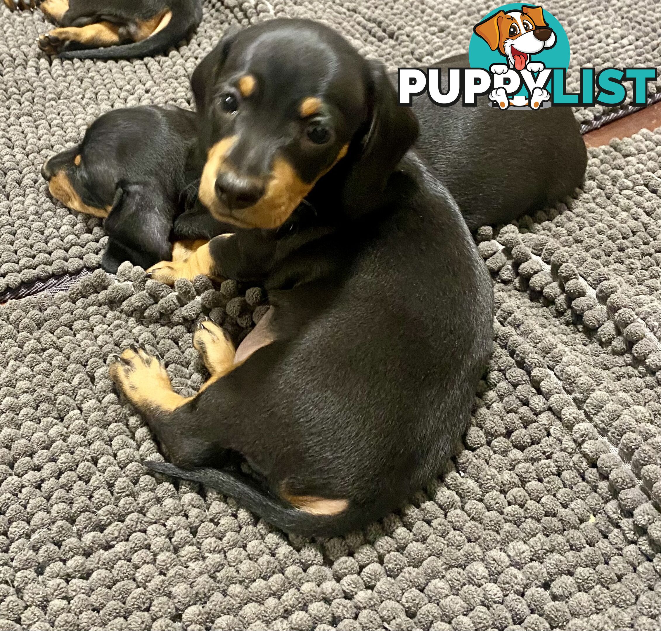 2 female miniature dachshund