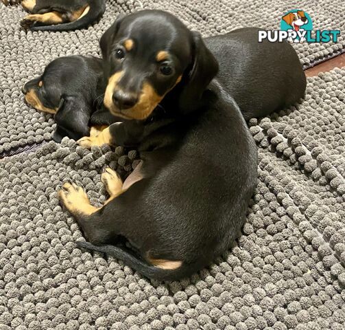 2 female miniature dachshund