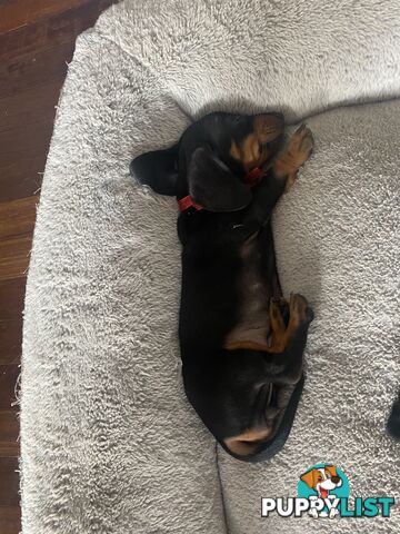 2 female miniature dachshund