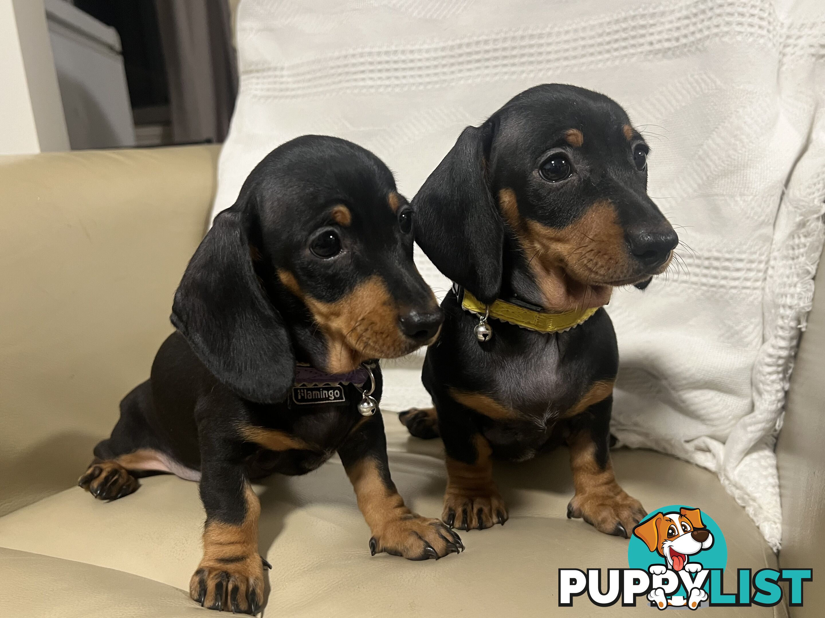 2 female miniature dachshund