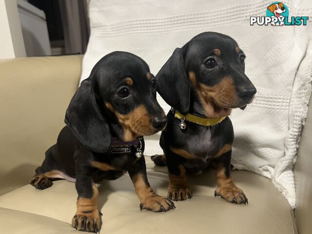 2 female miniature dachshund