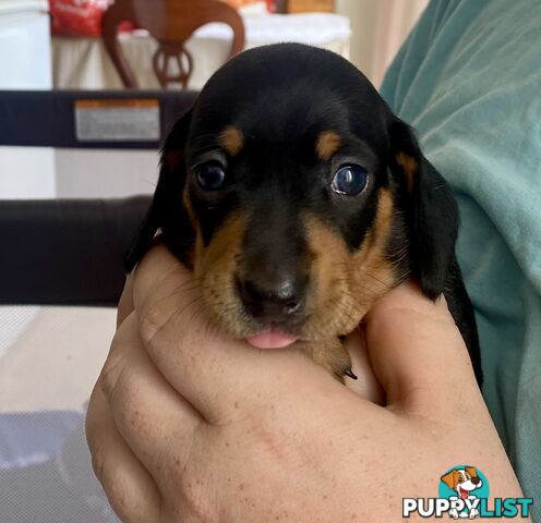 2 female miniature dachshund