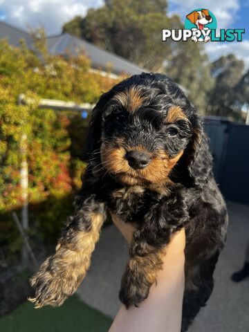 Toy Cavoodle Puppy