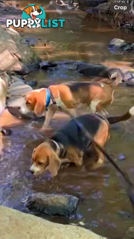 Beagle Pure Breed Puppies