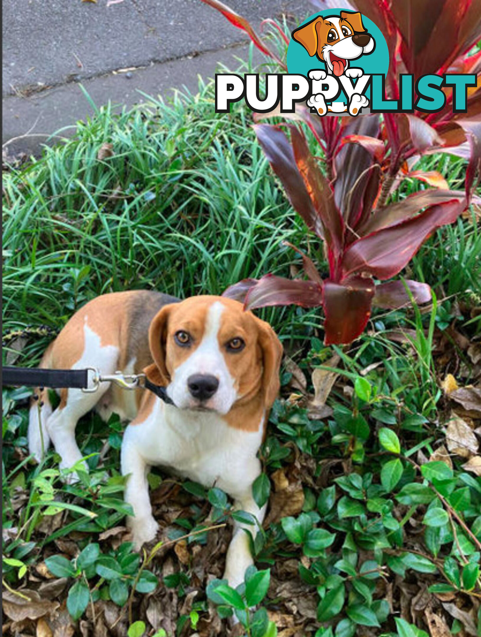 Beagle Pure Breed Puppies