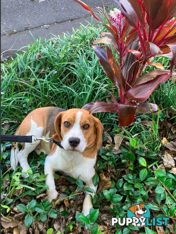 Beagle Pure Breed Puppies