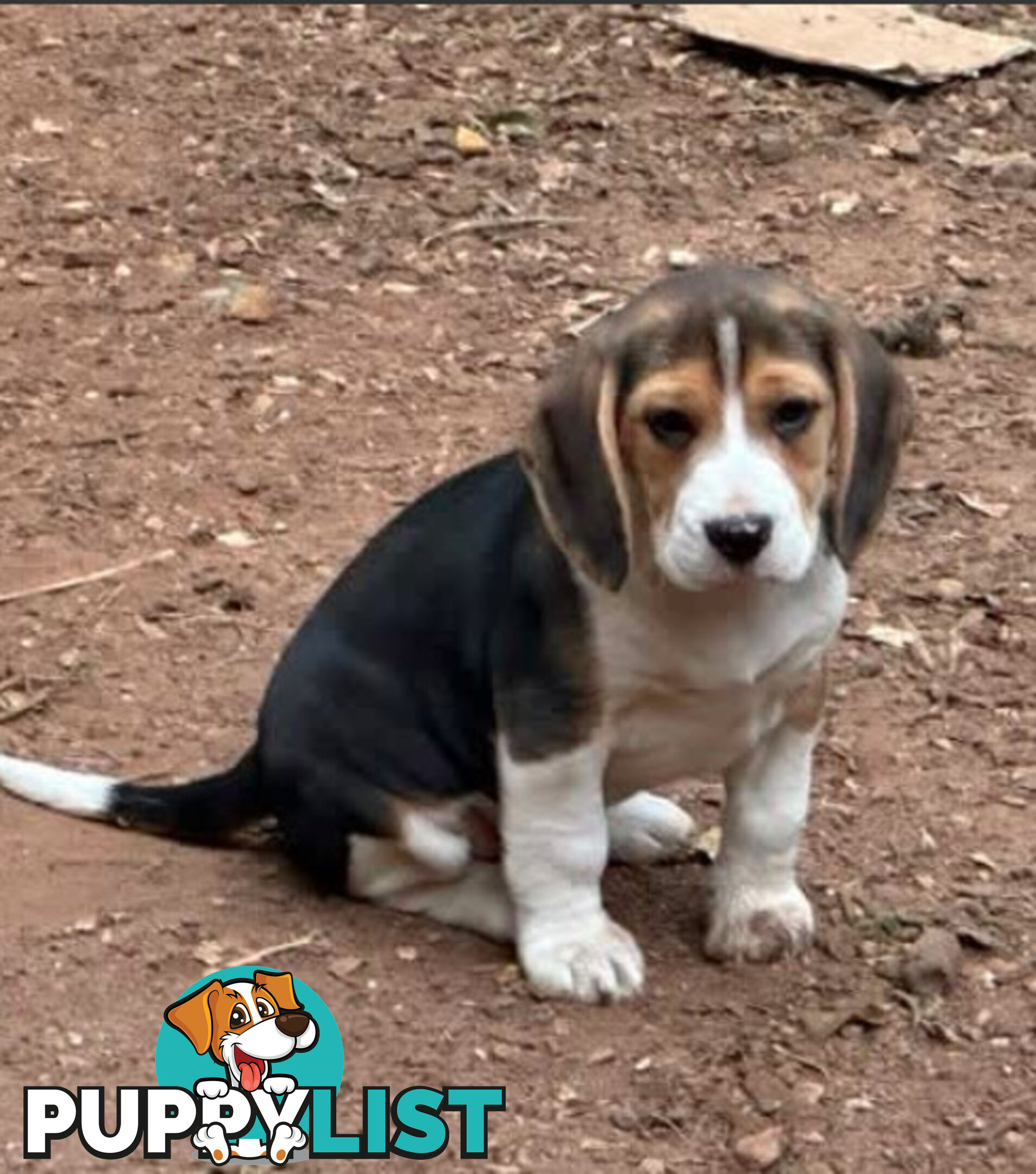 Beagle Pure Breed Puppies