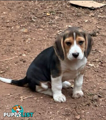 Beagle Pure Breed Puppies