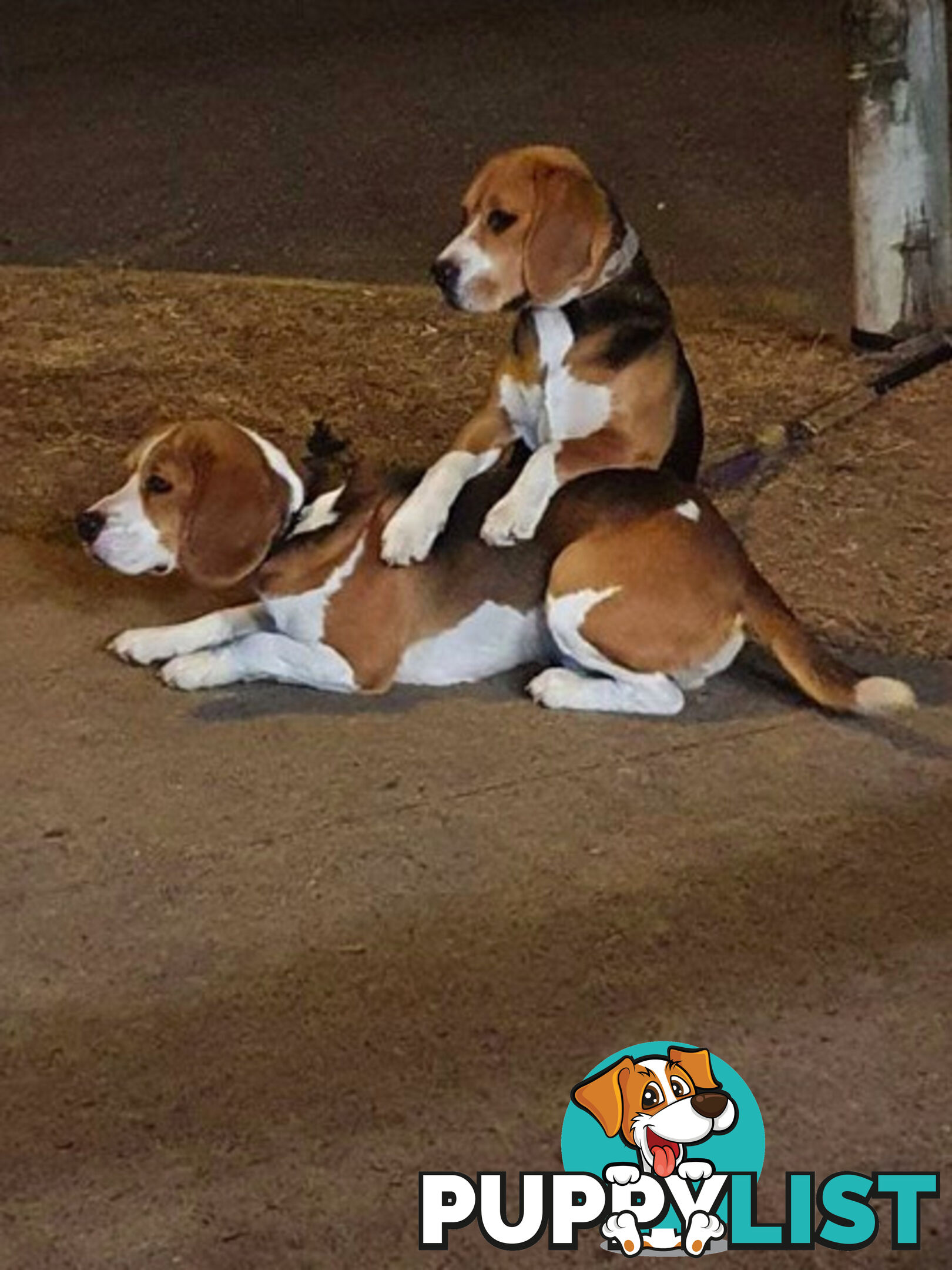 Beagle Pure Breed Puppies