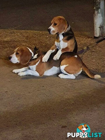 Beagle Pure Breed Puppies