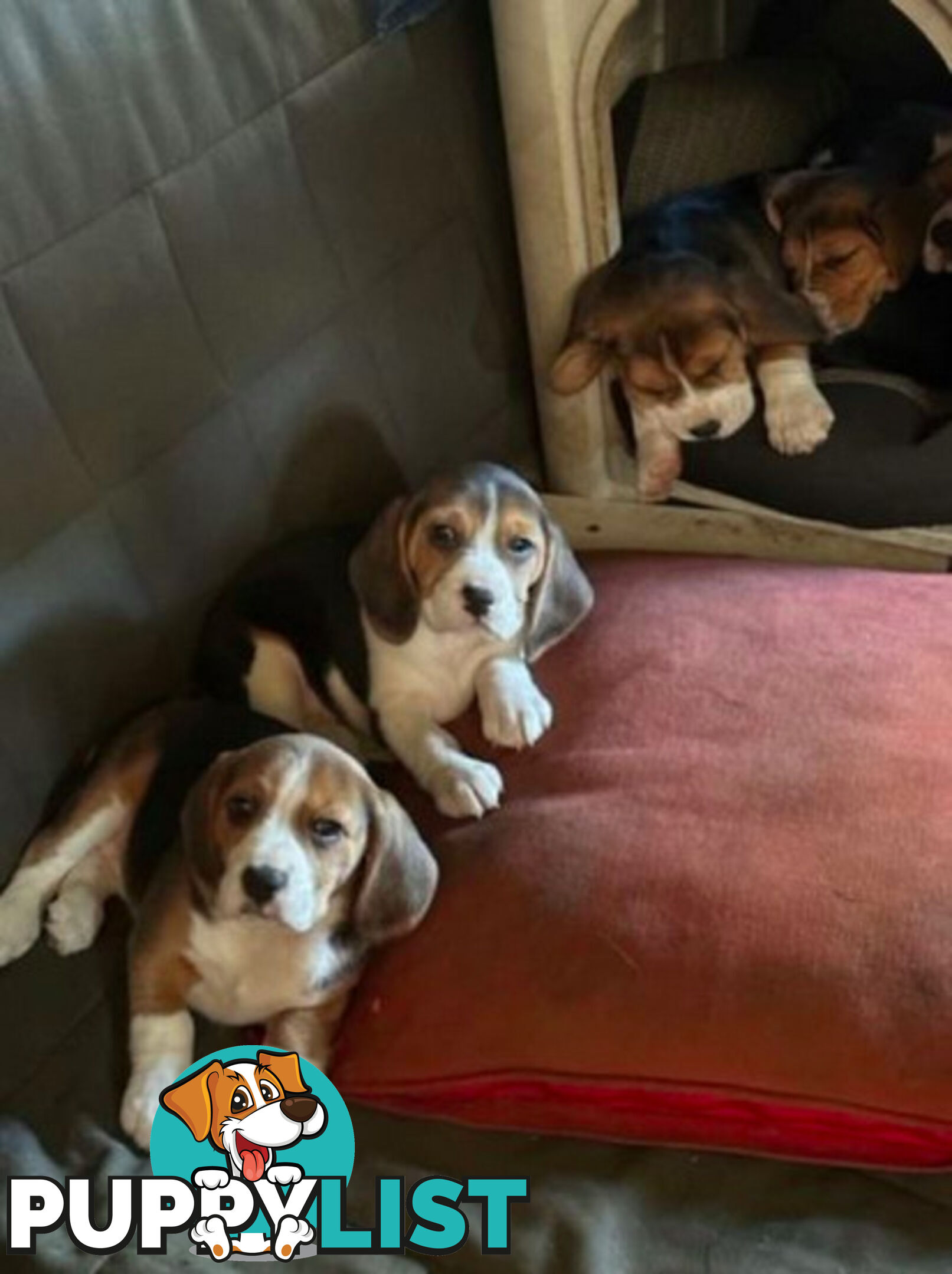 Beagle Pure Breed Puppies