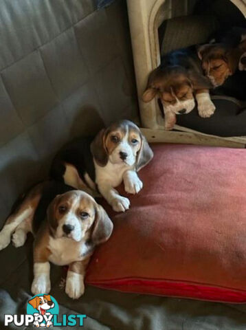 Beagle Pure Breed Puppies