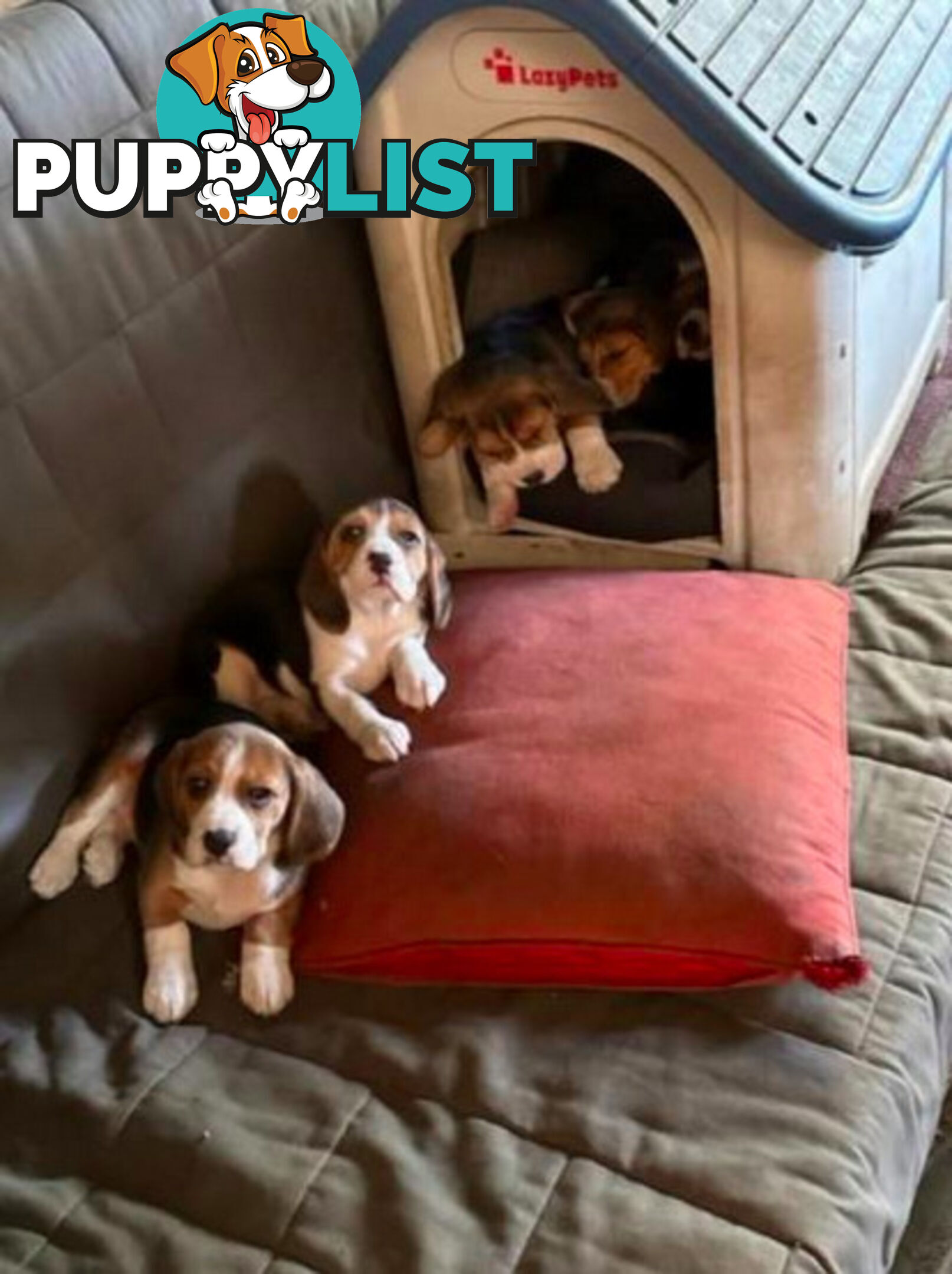 Beagle Pure Breed Puppies