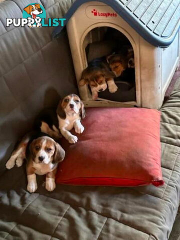 Beagle Pure Breed Puppies