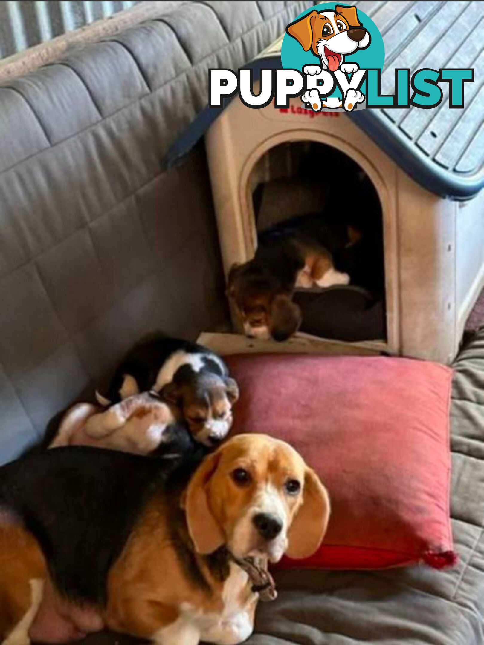 Beagle Pure Breed Puppies