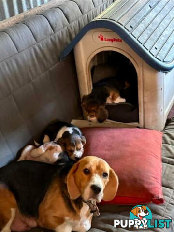 Beagle Pure Breed Puppies