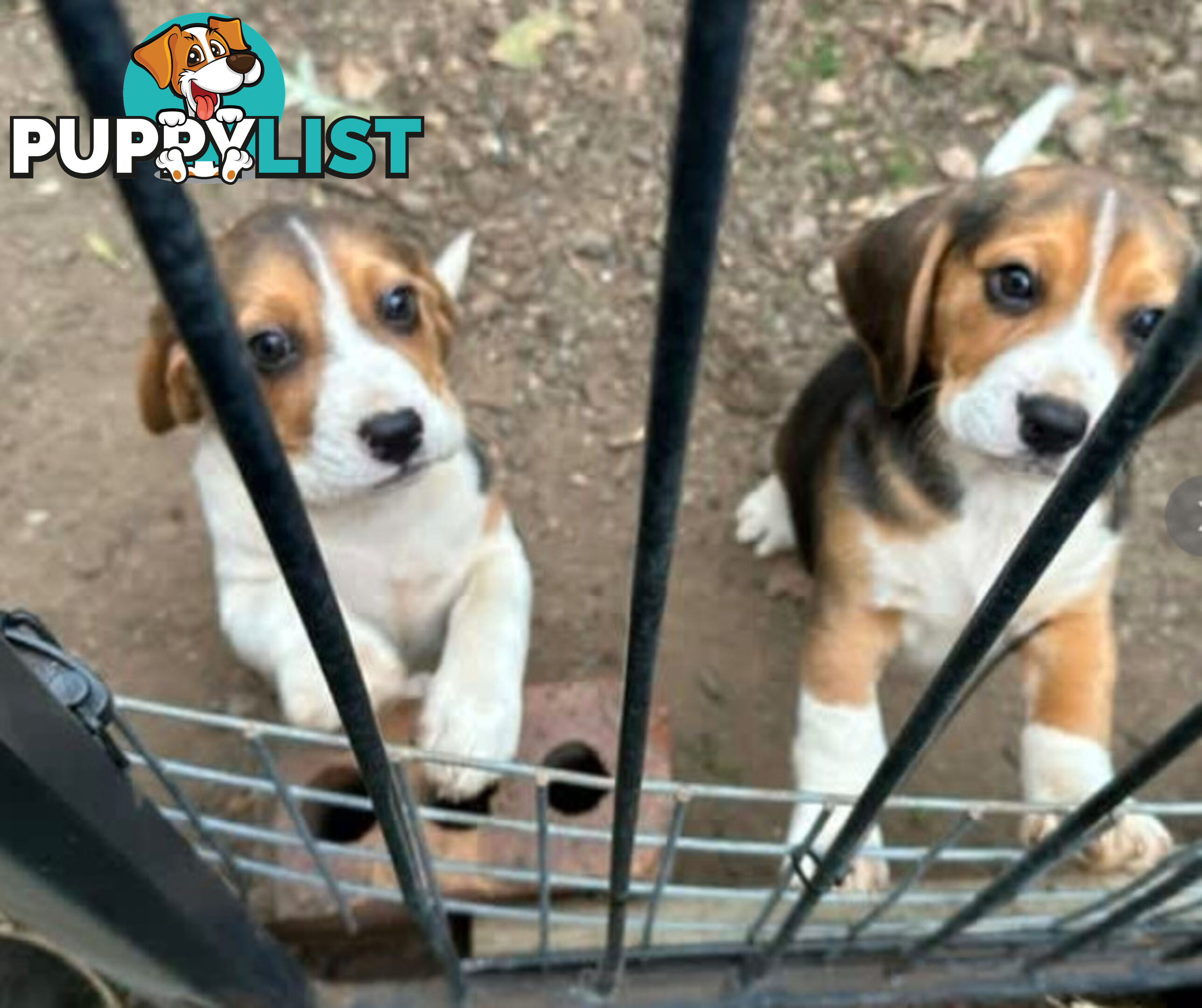 Beagle Pure Breed Puppies