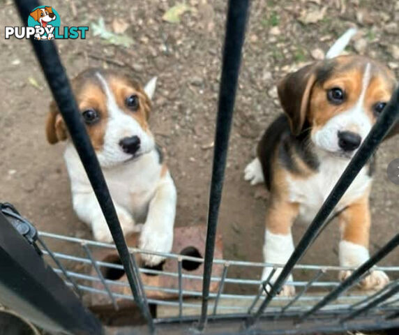 Beagle Pure Breed Puppies