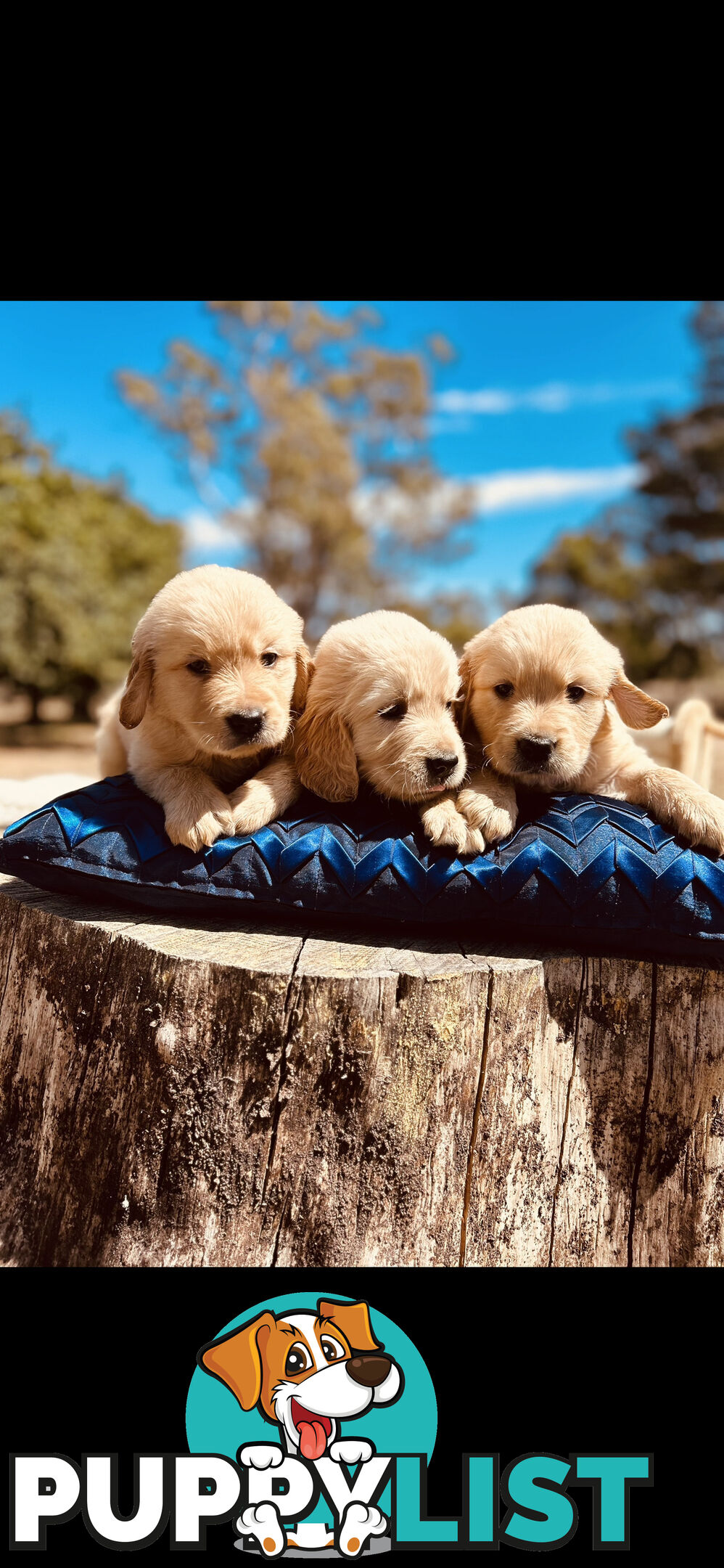 Golden Retriever puppies