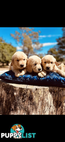 Golden Retriever puppies