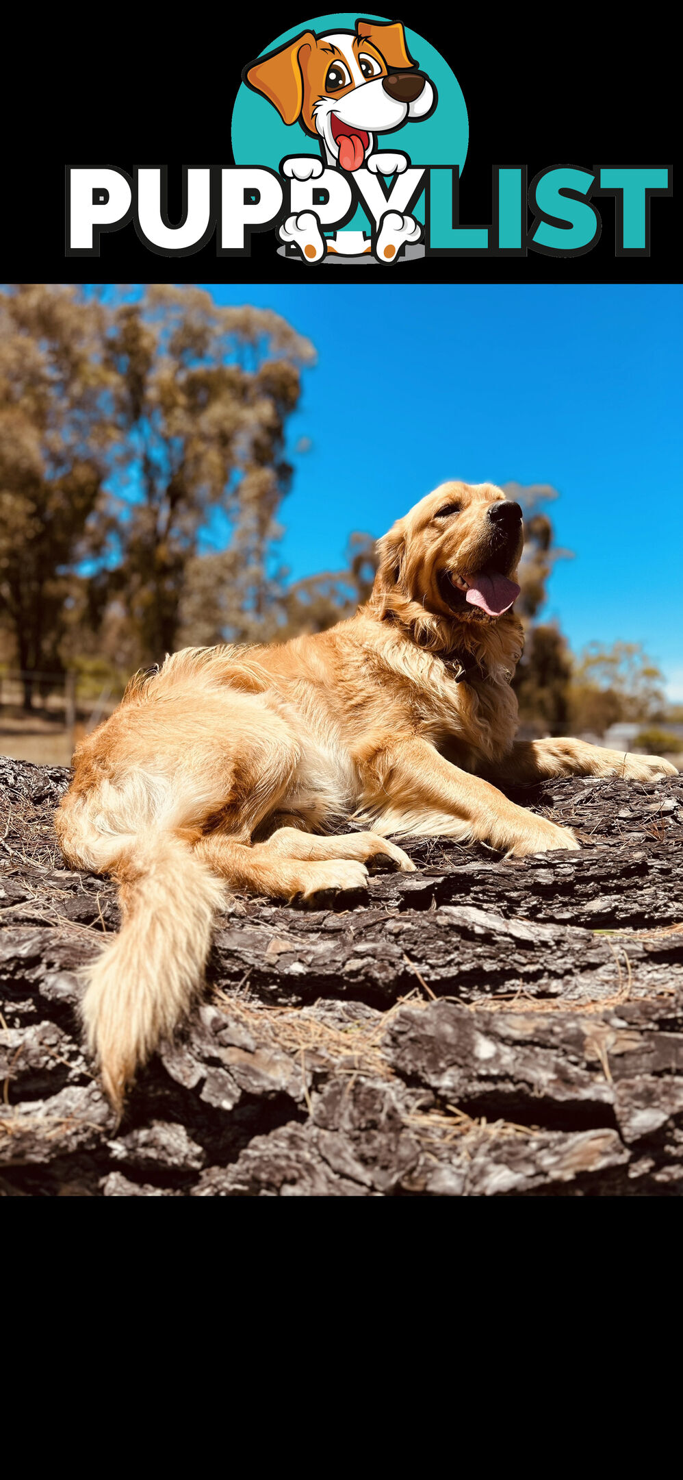 Golden Retriever puppies