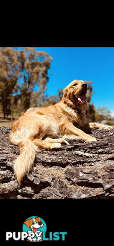 Golden Retriever puppies