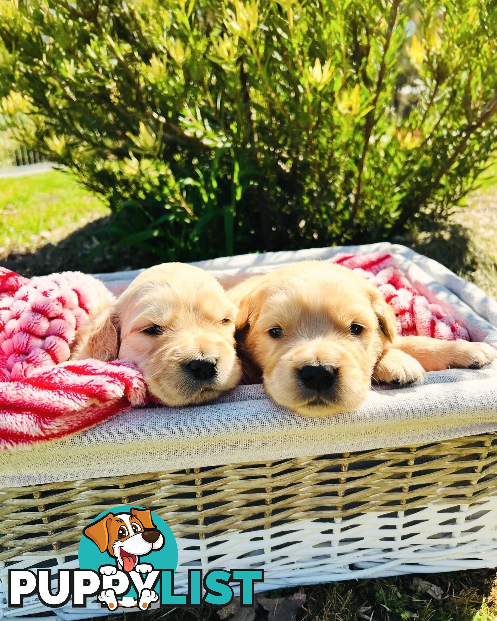 Golden Retriever puppies