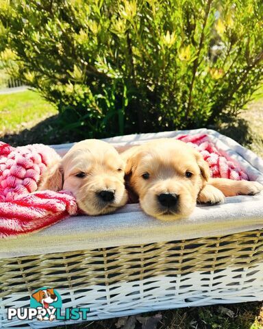 Golden Retriever puppies