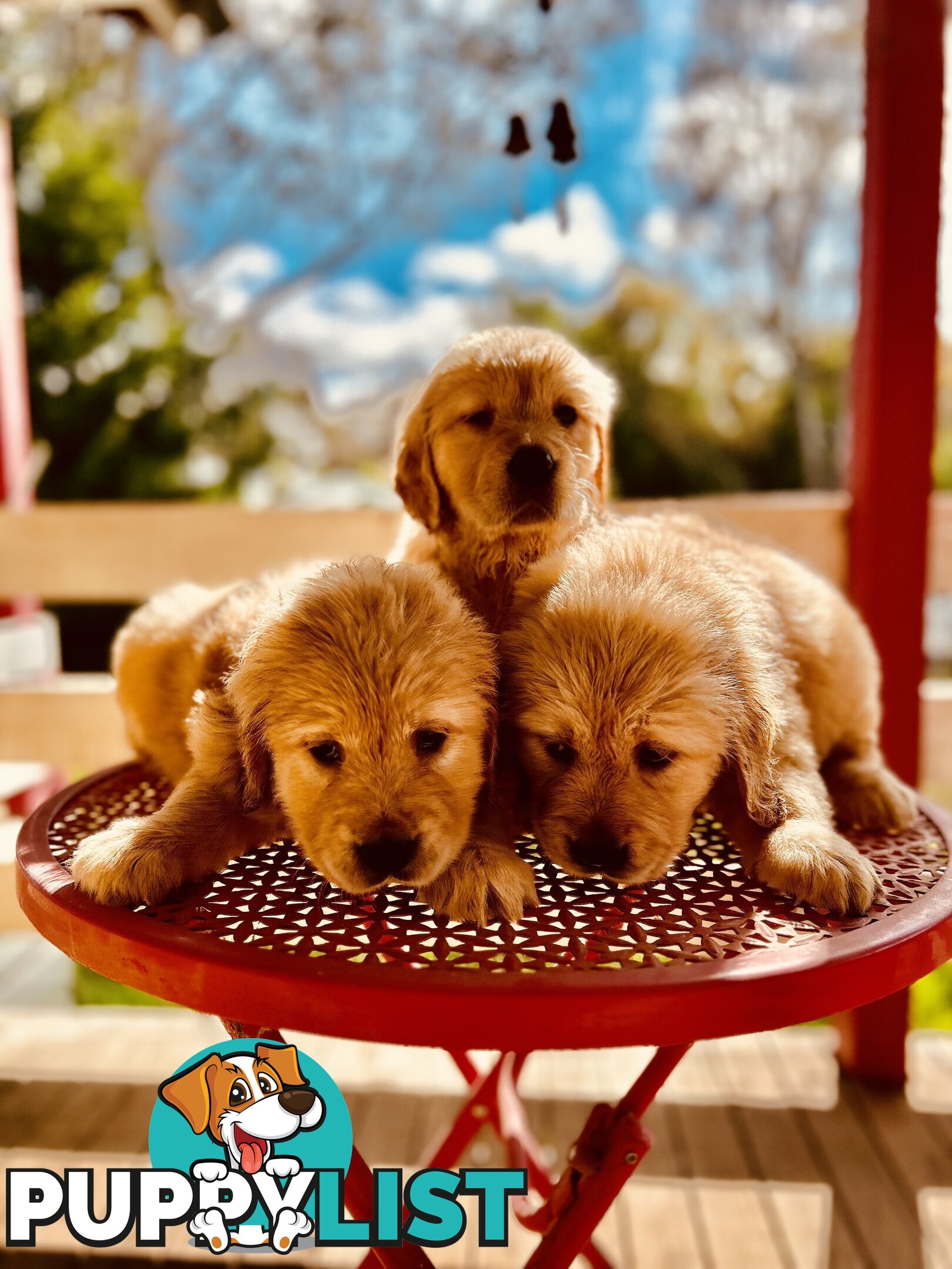 Golden Retriever puppies