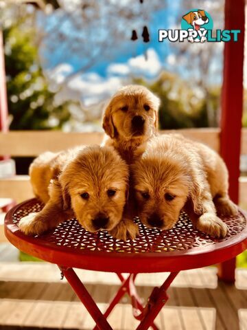 Golden Retriever puppies