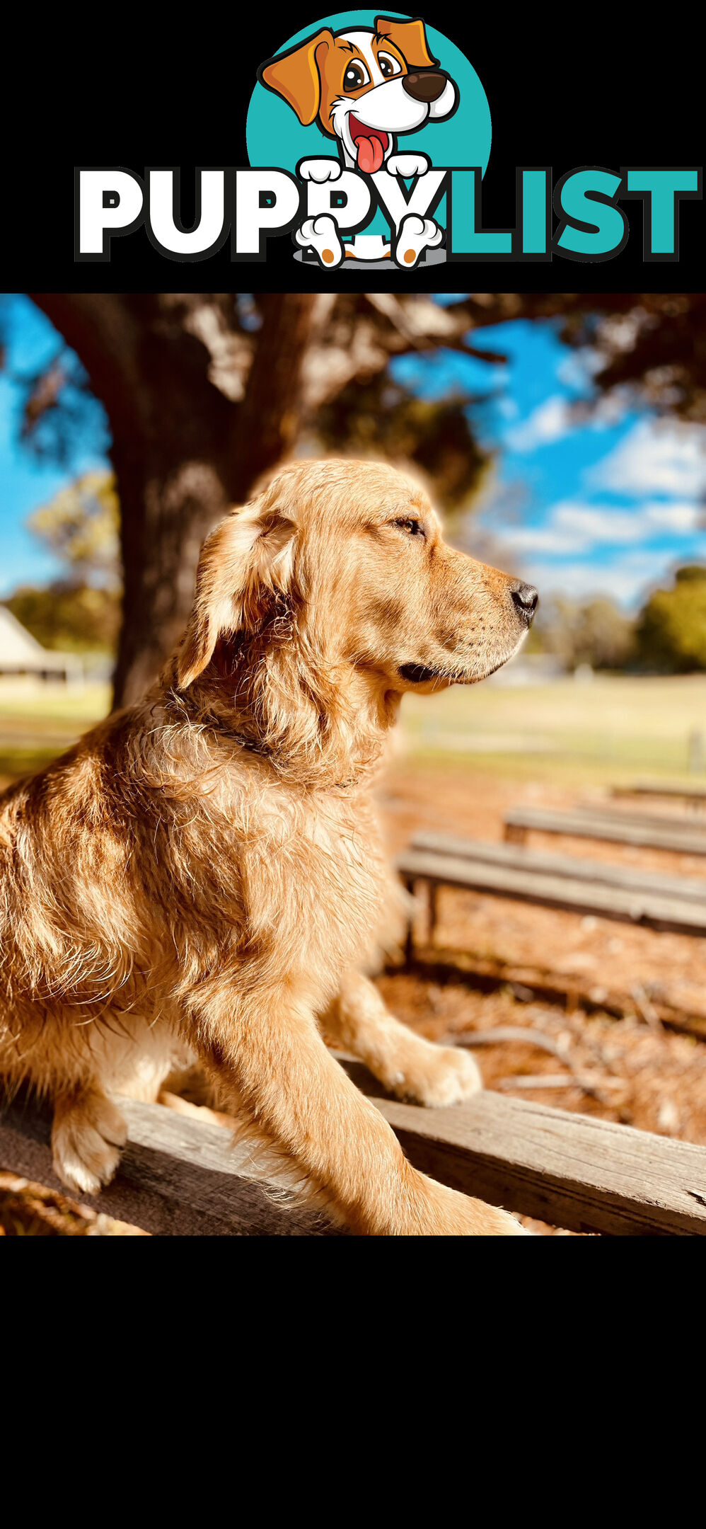 Golden Retriever puppies