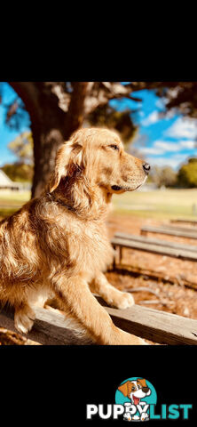 Golden Retriever puppies