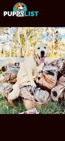 Golden Retriever puppies